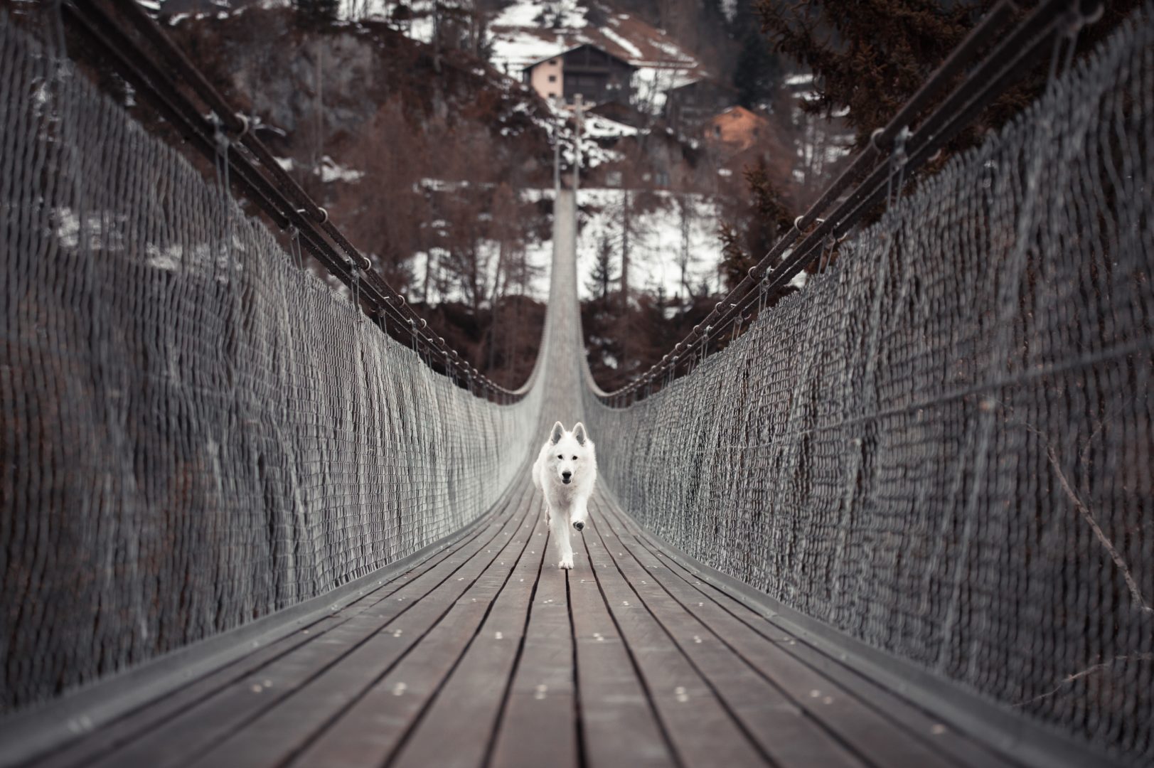 white dog running across bridge