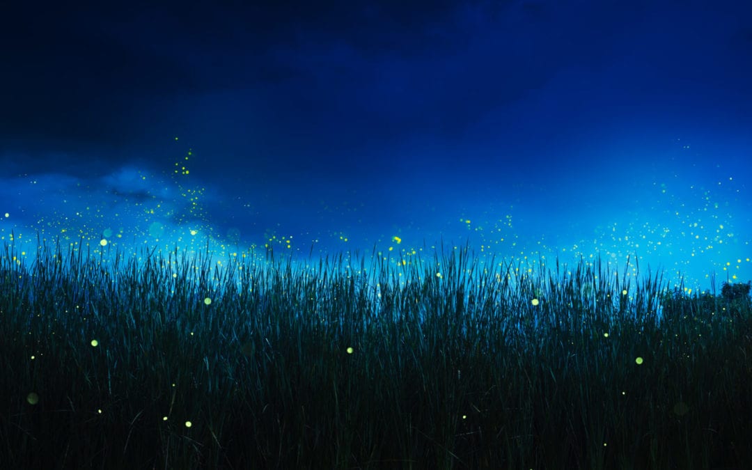 7 Firefly Facts & How to Care for Fireflies