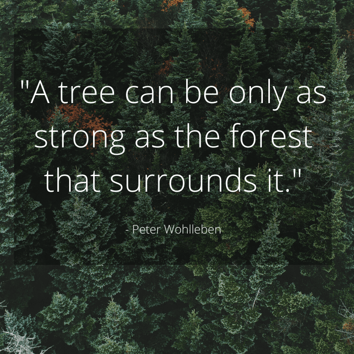 A tree can be only as strong as the forest that surrounds it. - Peter Wohlleben
