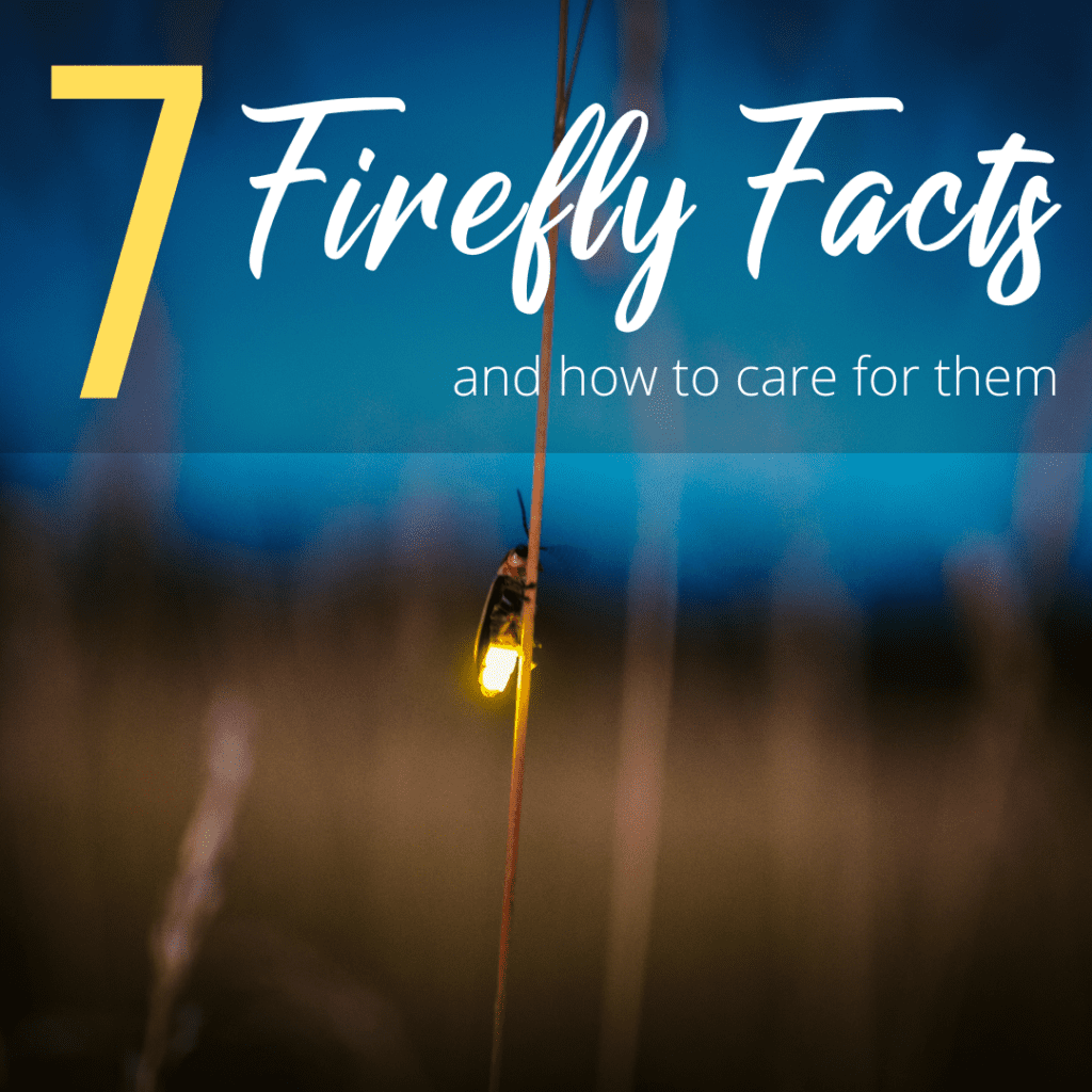 7 firefly facts and how to care for them